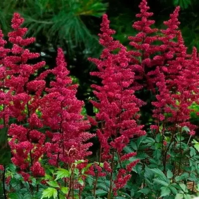 Астильба БУРГУНДИ РЕД Арендса в Пинске