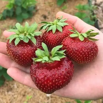 Клубника МАЛЬВИНА в Пинске