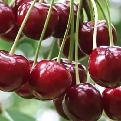 Вишня УЙФЕХЕРТОЙ ФЮРТОШ в Пинске