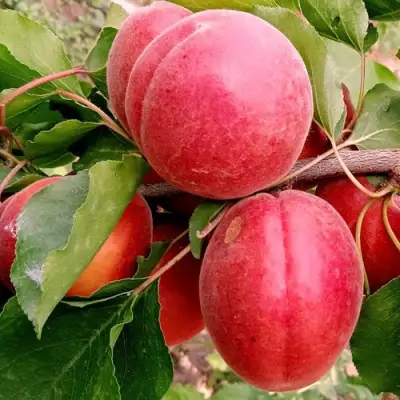 Абрикос РУБИСТА в Пинске