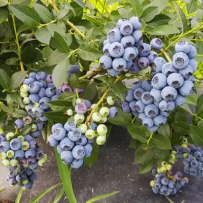 Голубика ОСОРНО в Пинске