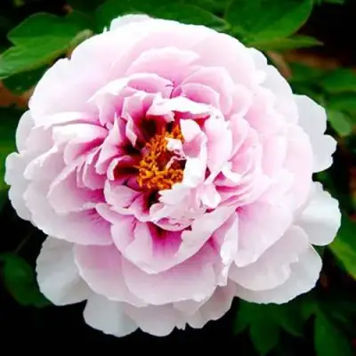 Пион ПЕРСИК ПОД СНЕГОМ древовидный в Пинске