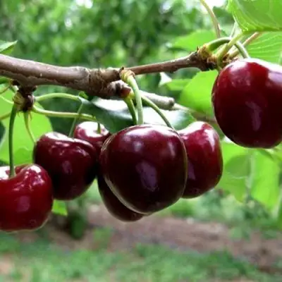 Вишня МОРОЗОВКА в Пинске