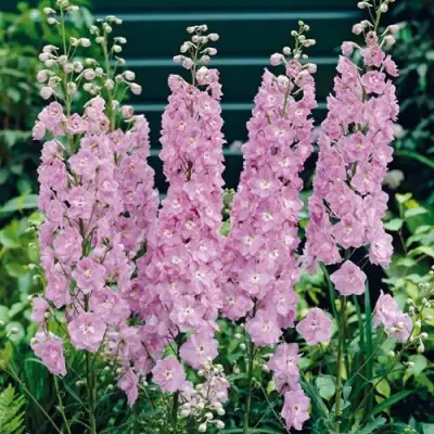 Дельфиниум ПЕТТИКОУТ гибридный в Пинске