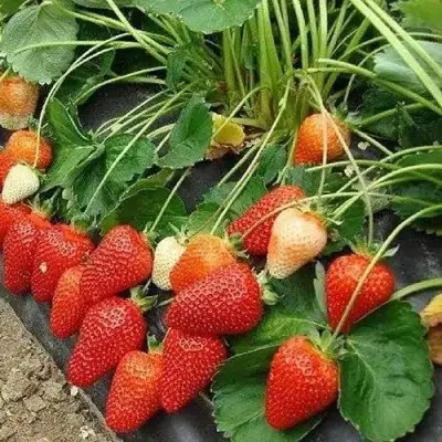 Клубника РОКСАНА в Пинске