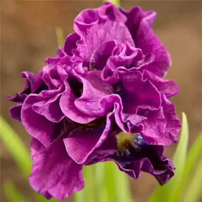 Ирис БАНДЛ ОВ ДЖОЙ сибирский в Пинске