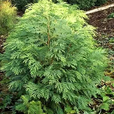 Кипарисовик САНКИСТ лавсона в Пинске