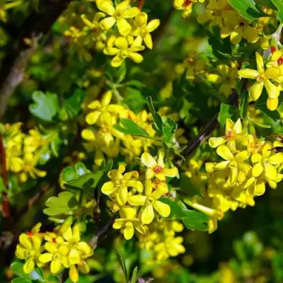 Смородина золотистая ВИШНЕВАЯ в Пинске