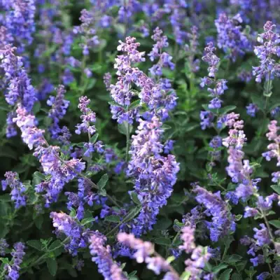 Котовник СИКС ХИЛЛС ГИАНТ в Пинске