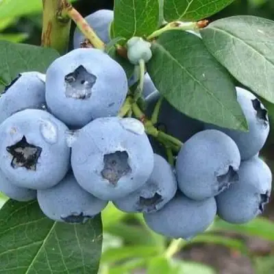 Голубика БЛЮЭТТА в Пинске