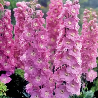 Дельфиниум ДЕЛЬФИС ПИНК ПАУЭ высокий в Пинске