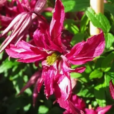 Клематис РОЗАЛИН в Пинске