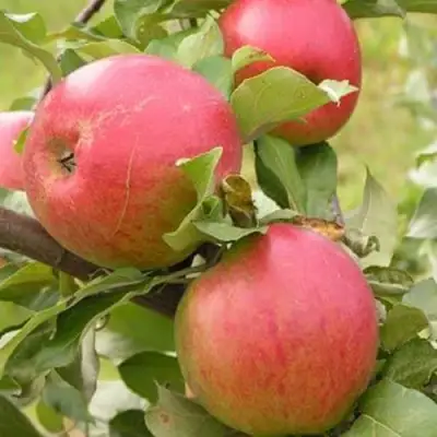 Яблоня АУКСИС в Пинске