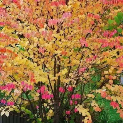 БАГРЯННИК японский в Пинске