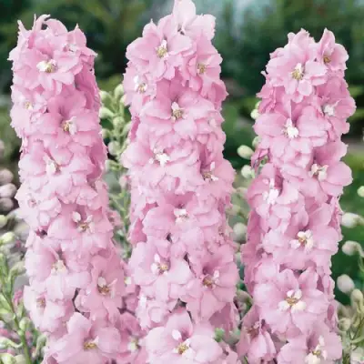 Дельфиниум ПЕТТИКОУТ гибридный в Пинске