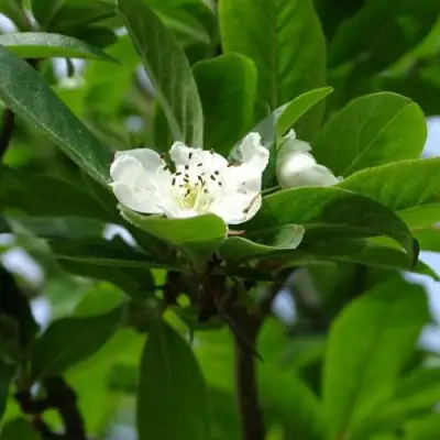 МУШМУЛА  в Пинске