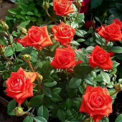 Роза ОРАНЖ ДЖЕВЕЛ миниатюрная в Пинске