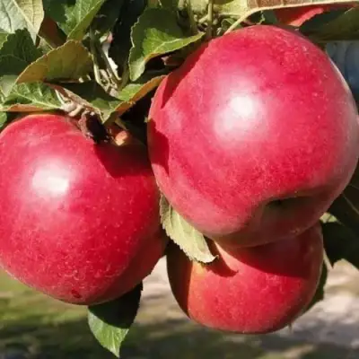 Яблоня РУБИН в Пинске