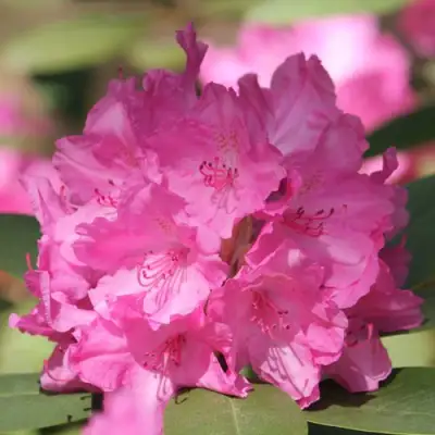 Рододендрон ЛУМИНА в Пинске