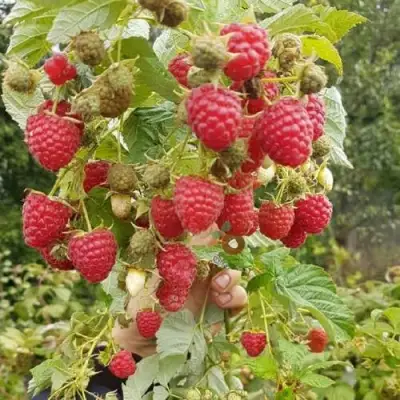 Малина ТАДМОР в Пинске