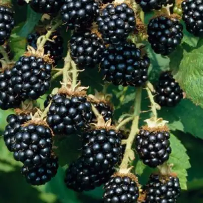 Ежевика БЛЭК САТИН бесшипная  в Пинске