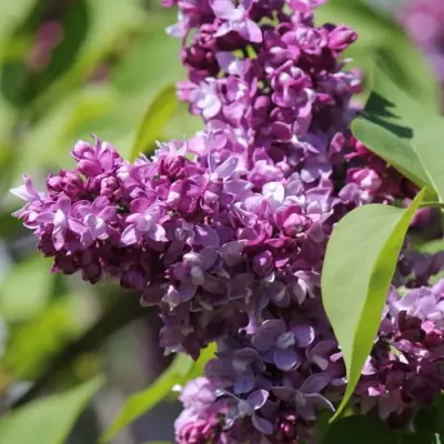 Сирень ИЗОБИЛИЕ в Пинске