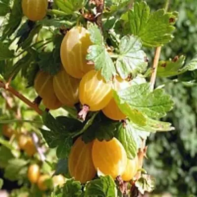 Крыжовник КУРШУ ДЗИНТАРС  в Пинске