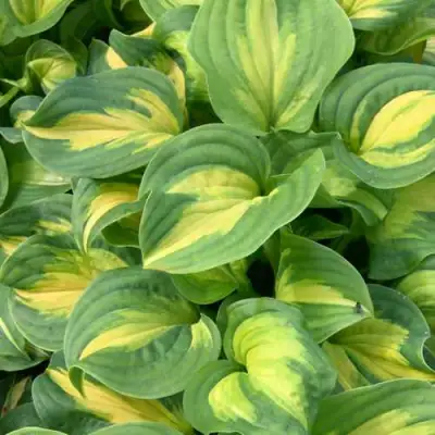 Хоста ЭМЕРАЛЬД ЧАРДЖЕР гибридная в Пинске