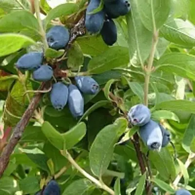 Жимолость съедобная НАРЫМСКАЯ в Пинске