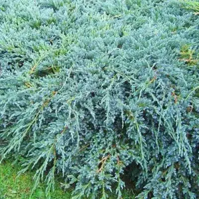 Можжевельник БЛЮ КАРПЕТ чешуйчатый в Пинске