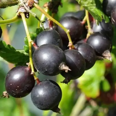 ЙОШТА в Пинске