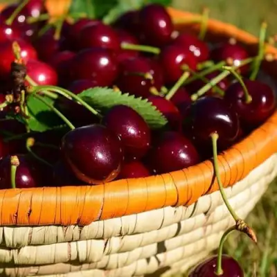 Вишня НЕСВИЖСКАЯ в Пинске