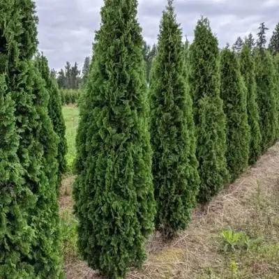 Туя ДЕГРУТ СПАЙР западная в Пинске