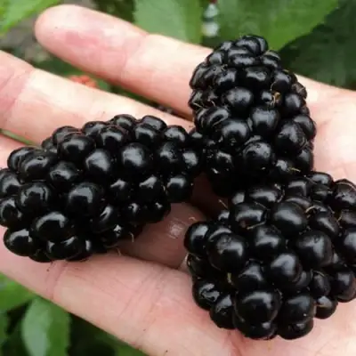 Ежевика ПОЛАР бесшипная  в Пинске