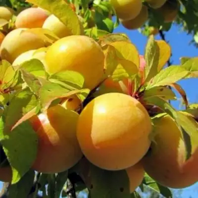 Слива МЕДОВАЯ ЖЁЛТАЯ в Пинске