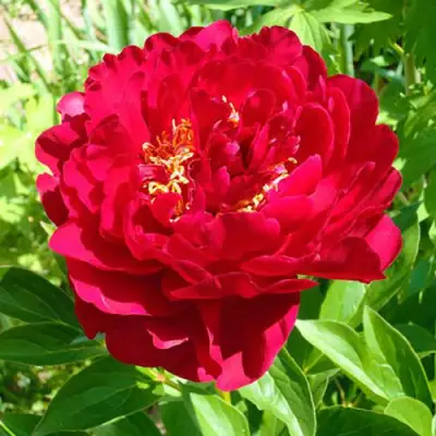 Пион ХРАБРЫЙ ВОИН травянистый в Пинске