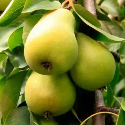 Груша НЕЖНОСТЬ колонновидная	 в Пинске