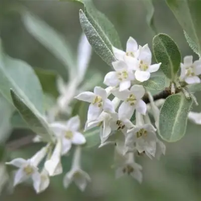 ЛОХ СЕРЕБРИСТЫЙ в Пинске
