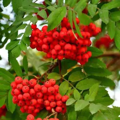 Рябина ОБЫКНОВЕННАЯ в Пинске