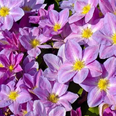 Клематис ЧЕЙНДЖ ОФ ХАРТ в Пинске