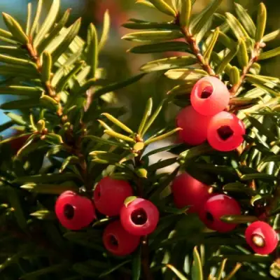 Тис ЭЛЕГАНТИССИМА ягодный в Пинске