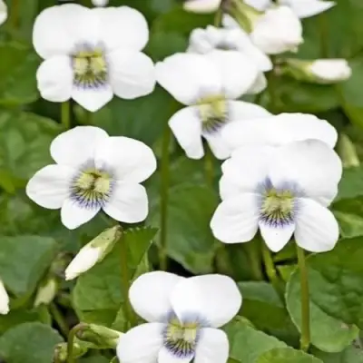 Фиалка АЛЬБИФЛОРА сестринская в Пинске