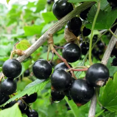 Смородина чёрная ЧЁРНЫЙ АИСТ в Пинске