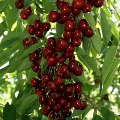 Черешня ХЕЛЕНА колоновидная в Пинске