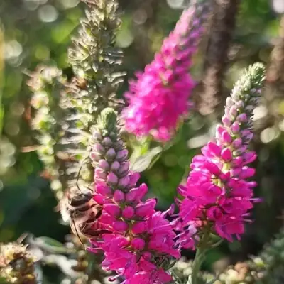 Вероника РОЗЕА колосковая в Пинске