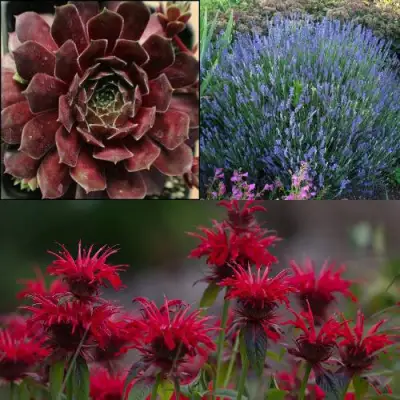 Комплект ФИОЛЕТОВОЕ ВДОХНОВЕНИЕ в Пинске