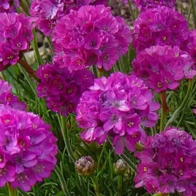 Армерия МОНИНГ СТАР ДИП РОУЗ в Пинске