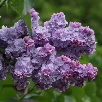 Сирень КАТЕРИНА ХАВЕМЕЙЕР в Пинске