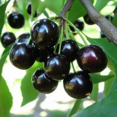 Вишня РОССОШАНСКАЯ ЧЕРНАЯ в Пинске