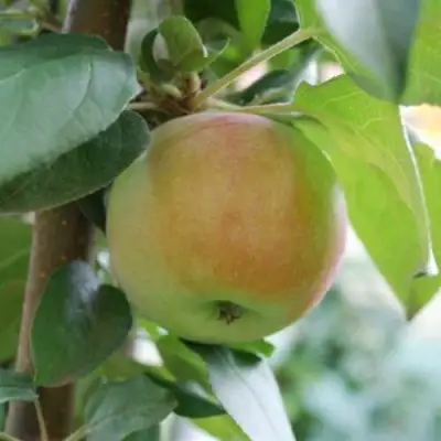 Яблоня ПОДСНЕЖНИК стелющаяся в Пинске